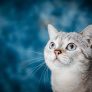 读者夜猫子阿凯的头像，夜间背景下的正面人像，用于评论区展示